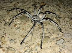 Eusparassus