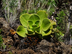 Aeonium nobile image