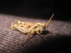 Baeacris
