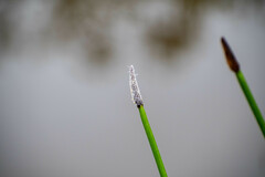 Eleocharis elegans