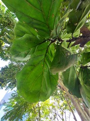 Ficus lyrata
