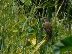 Catamenia