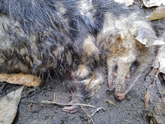 Didelphis pernigra