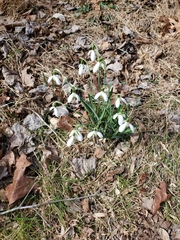 Galanthus nivalis