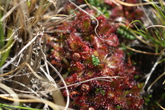 Drosera uniflora