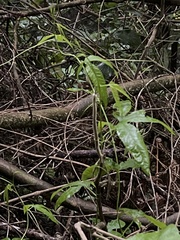 Passiflora tarminiana image