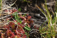 Drosera uniflora