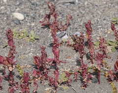 Patellifolia procumbens