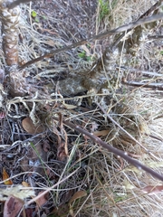 Tylecodon grandiflorus