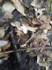 Didelphis pernigra