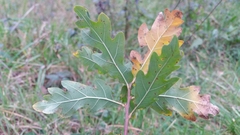 Quercus estremadurensis