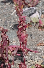 Patellifolia procumbens