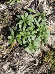Oenothera humifusa