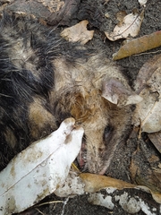 Didelphis pernigra