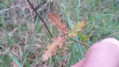 Quercus estremadurensis