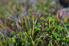 Oreobolus obtusangulus