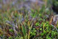 Oreobolus obtusangulus