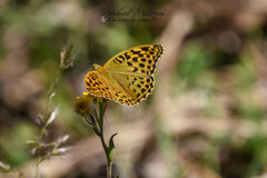 Argynnis paphia