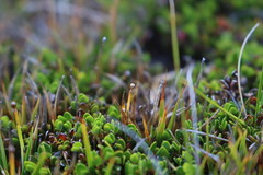 Oreobolus obtusangulus
