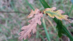 Quercus estremadurensis