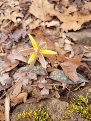 Erythronium umbilicatum
