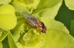 Chlorops