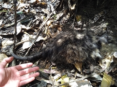 Didelphis pernigra