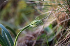 Toxicoscordion venenosum