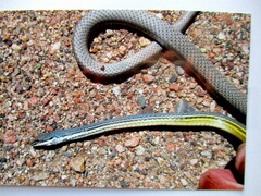 Masticophis bilineatus