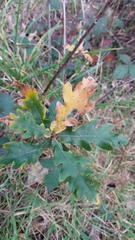 Quercus estremadurensis