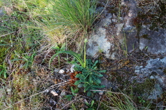 Toxicoscordion venenosum