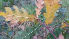 Quercus estremadurensis