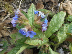 Pulmonaria