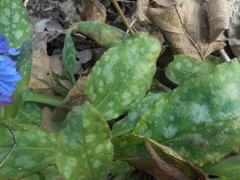 Pulmonaria