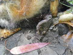 Didelphis pernigra