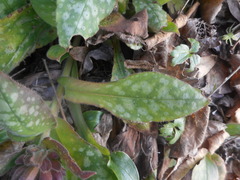 Pulmonaria