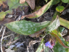 Pulmonaria