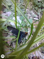Ctenucha rubriceps