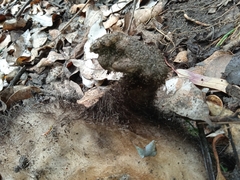 Didelphis pernigra