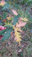 Quercus estremadurensis