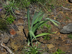 Pancratium canariense