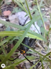 Ctenucha rubriceps