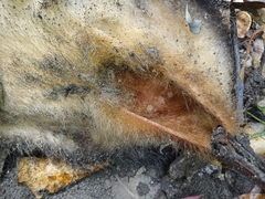 Didelphis pernigra