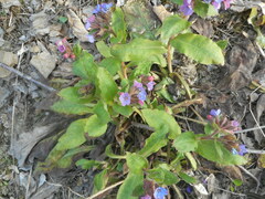Pulmonaria