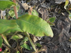 Pulmonaria