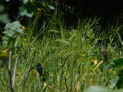 Catamenia