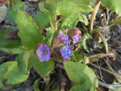 Pulmonaria