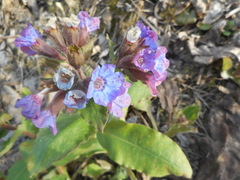 Pulmonaria
