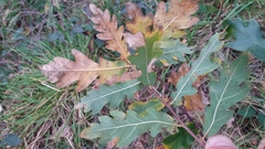 Quercus estremadurensis