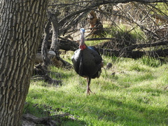 Meleagris gallopavo intermedia